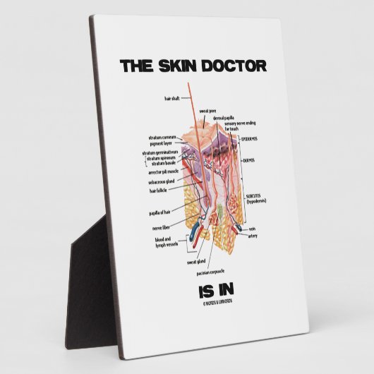 皮膚科は解剖学皮膚科に属する フォトプラーク (側面)