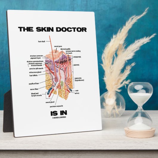 皮膚科は解剖学皮膚科に属する フォトプラーク (側面)