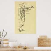 皮膚科神経系図カイロプラクティック ポスター (キッチン)