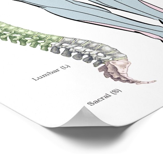 皮膚筋腫深い腱反射ポスター ポスター (角)