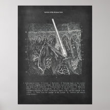 皮膚解剖学的断面図皮膚科デコール