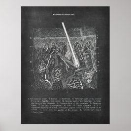 皮膚解剖学的断面図皮膚科デコール ポスター