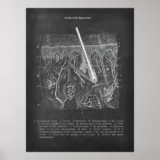 皮膚解剖学的断面図皮膚科デコール ポスター (正面)
