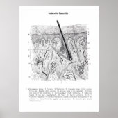 皮膚部解剖学プリント2. ポスター (正面)