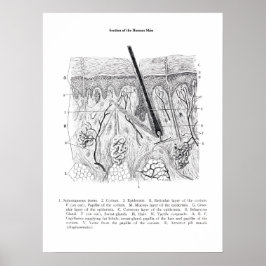 皮膚部解剖学プリント2. ポスター