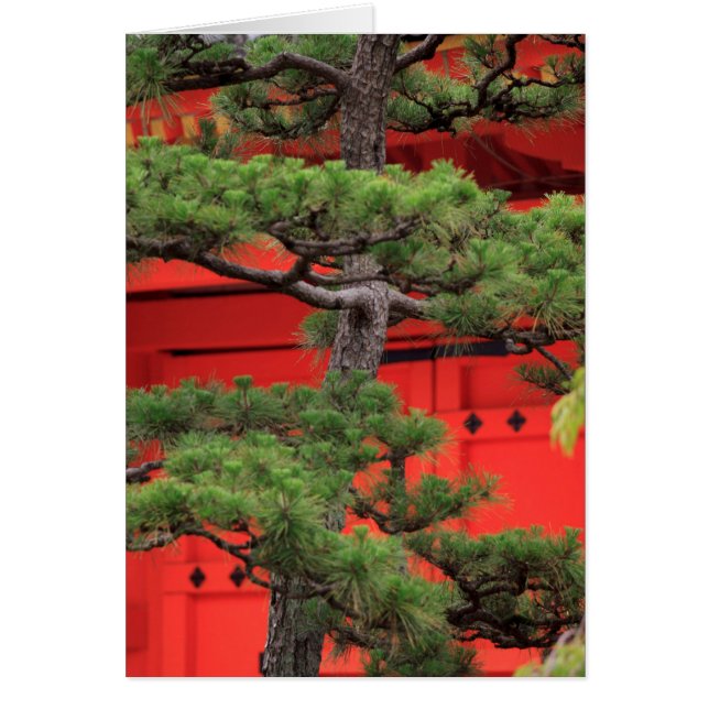 盆栽の松の木 (正面)