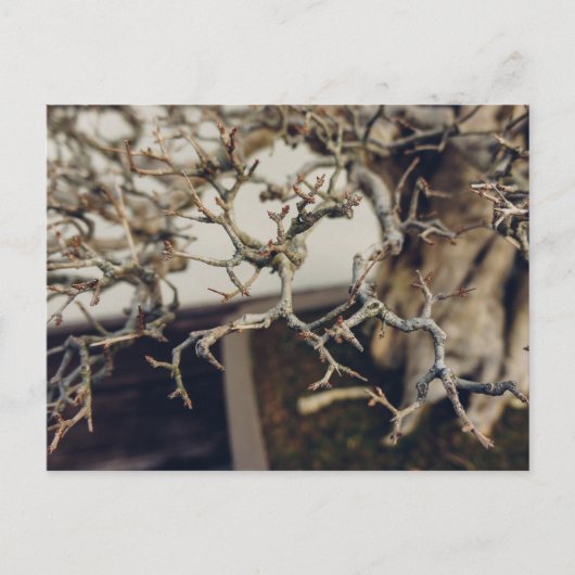 盆栽の枝 ポストカード (正面)