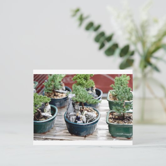 盆栽 ポストカード (スタンド正面)
