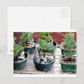 盆栽 ポストカード (正面/裏面)