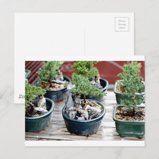 盆栽 ポストカード (正面/裏面)
