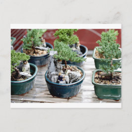 盆栽 ポストカード