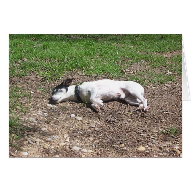 盛暑期 (正面横)