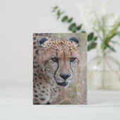 目から目 – Cheetahポストカード ポストカード (スタンド正面)