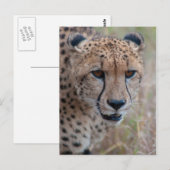 目から目 – Cheetahポストカード ポストカード (正面/裏面)