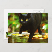 目が目立つ黒猫 ポストカード (正面/裏面)