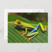 目が赤いアマガエルの郵便はがき ポストカード (正面/裏面)