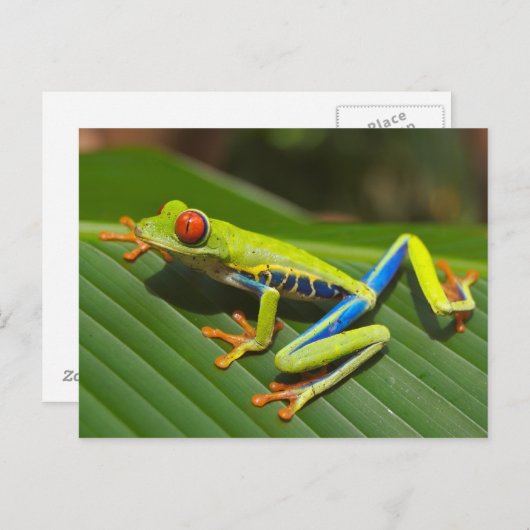 目が赤いアマガエルの郵便はがき ポストカード (正面/裏面)