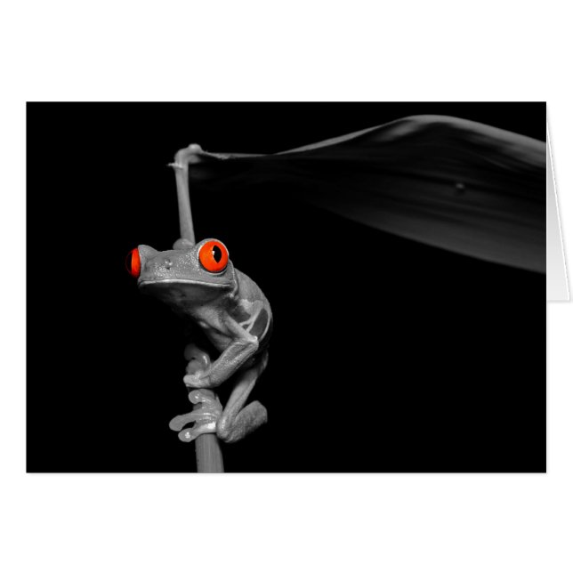 目が赤いアマガエル (正面横)