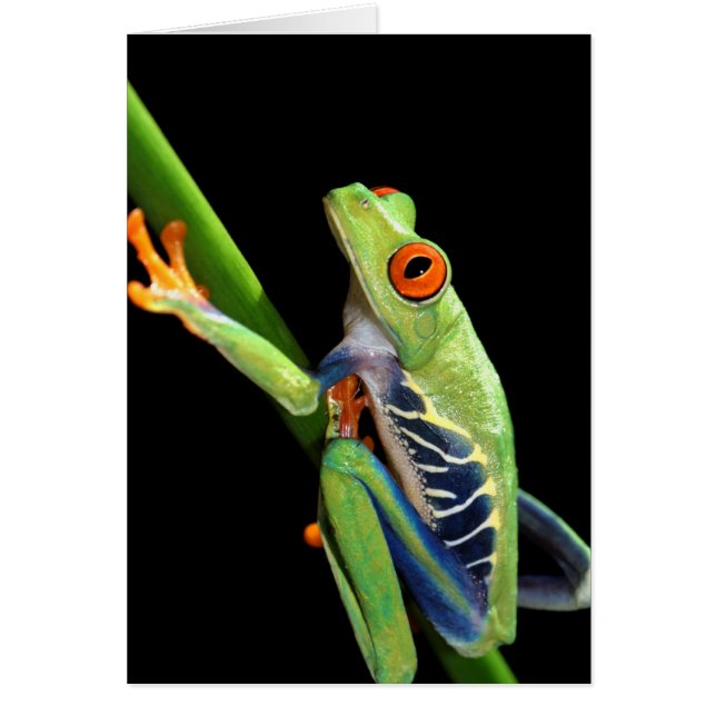 目が赤いアマガエル (正面)