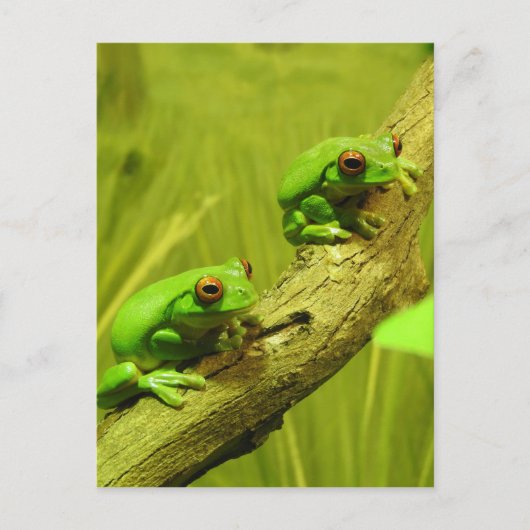 目が赤いアマガエル シーズンポストカード (正面)