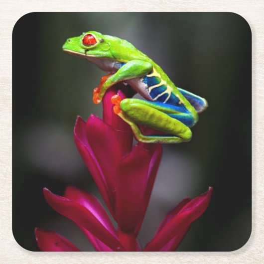 目が赤いアマガエル スクエアペーパーコースター (正面)