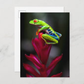 目が赤いアマガエル ポストカード (正面/裏面)