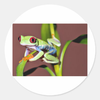 目が赤いアマガエル ラウンドシール