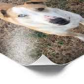 目が青く茶色い フォトプリント            (角)