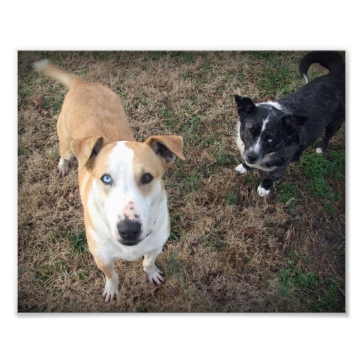 目が青く茶色い フォトプリント            (正面)