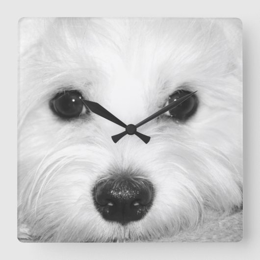 目とノスの輝きの魔法の視線マルチーズ スクエア壁時計 (正面)