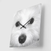 目とノスの輝きの魔法の視線マルチーズ スクエア壁時計 (傾斜)