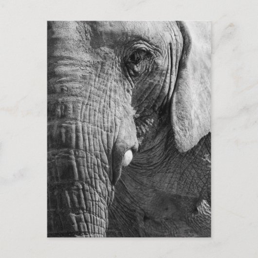 目のスパイ ポストカード (正面)