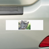 目の付いた美しいグレーの素晴らし子猫 バンパーステッカー (車上)