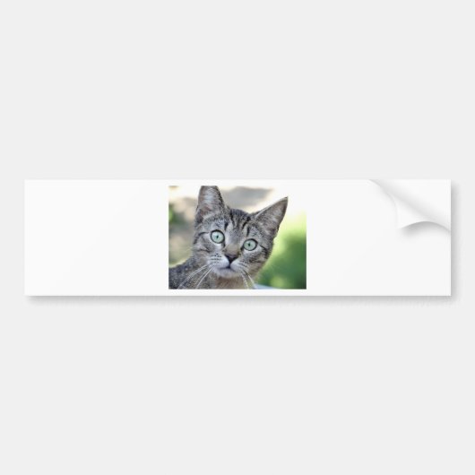 目の付いた美しいグレーの素晴らし子猫 バンパーステッカー (正面)
