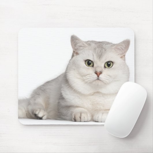 目の前に横たわるブリティッシュ・ショートヘア（2歳） マウスパッド (マウス)
