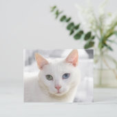 目の変わった白猫クローズアップ顔 ポストカード (スタンド正面)