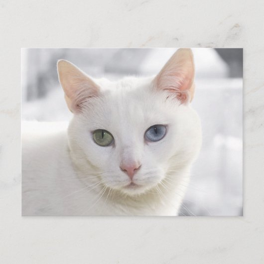 目の変わった白猫クローズアップ顔 ポストカード (正面)