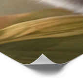 目の大きい可愛いアメリカンショートヘア ポスター (角)