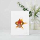 目の大きい金魚2 ポストカード (スタンド正面)