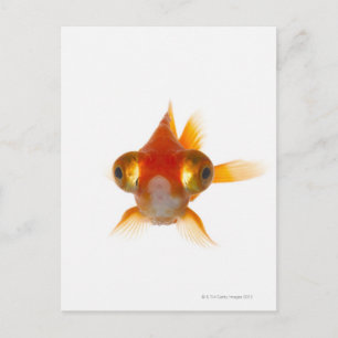 目の大きい金魚2 ポストカード