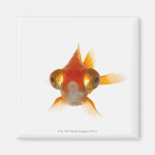 目の大きい金魚2 マグネット (正面)