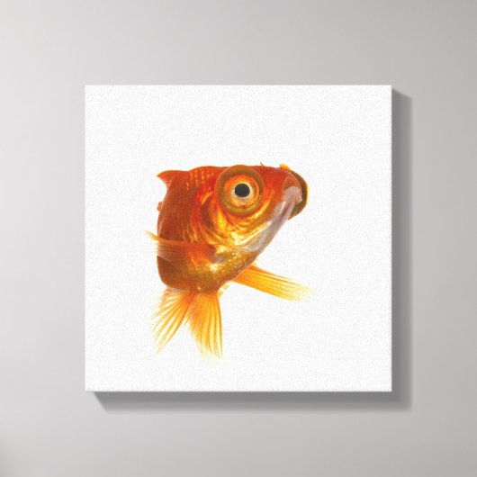 目の大きい金魚3 キャンバスプリント (正面)
