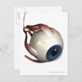 目の描写筋肉のリアルな動き ポストカード (正面/裏面)