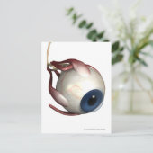 目の描写筋肉のリアルな動き ポストカード (スタンド正面)