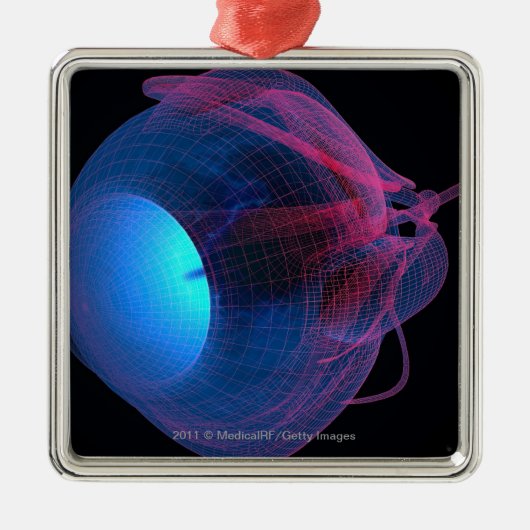 目の筋肉のWireframe メタルオーナメント (正面)