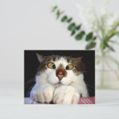 目の細かい猫とレディバード ポストカード (スタンド正面)