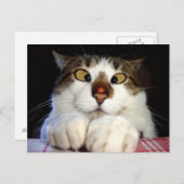 目の細かい猫とレディバード ポストカード (正面/裏面)