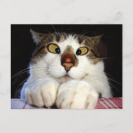 目の細かい猫とレディバード ポストカード