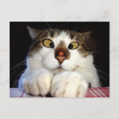 目の細かい猫とレディバード ポストカード (正面)