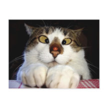 目の細かい猫とレディバード